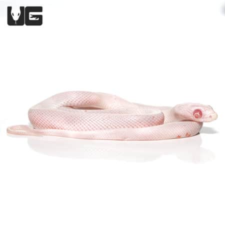 Baby Palmetto Cornsnake with distinctive bug eye pattern, ideal for reptile enthusiasts.