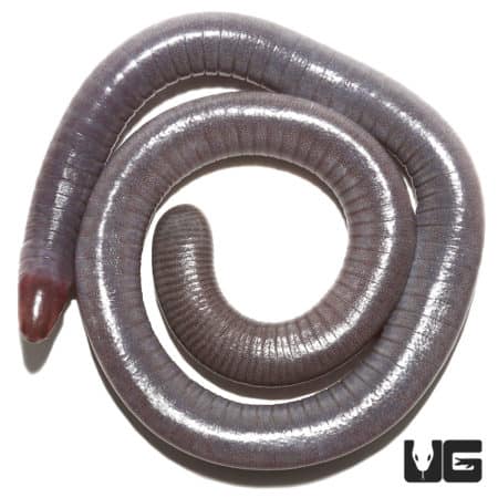 Congo Caecilian (herpele squalostoma) for sale - Underground Reptiles
