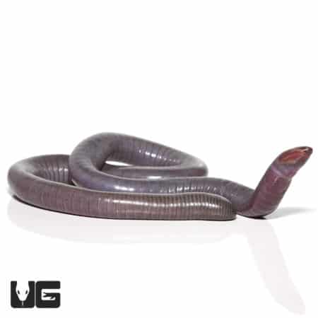 Congo Caecilian (herpele squalostoma) for sale - Underground Reptiles