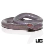 Congo Caecilian (herpele squalostoma) for sale - Underground Reptiles