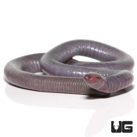 Congo Caecilian (herpele squalostoma) for sale - Underground Reptiles