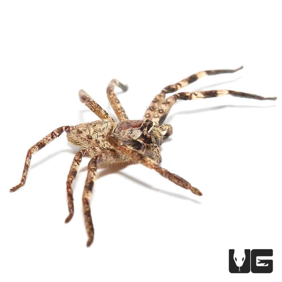 Cameroon Crab Spider (barylestis scutatus") For Sale Underground Reptiles
