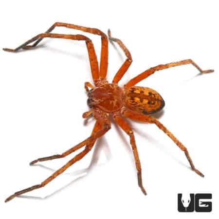 Cameroon Gold Huntsmans (Olias Sp. "Cameroon") For Sale - Underground Reptiles