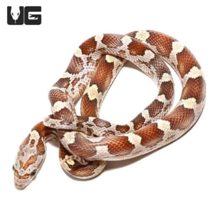 Baby Caramel Blood Red Cornsnakes (Pantherophis guttatus) For Sale - Underground Reptiles