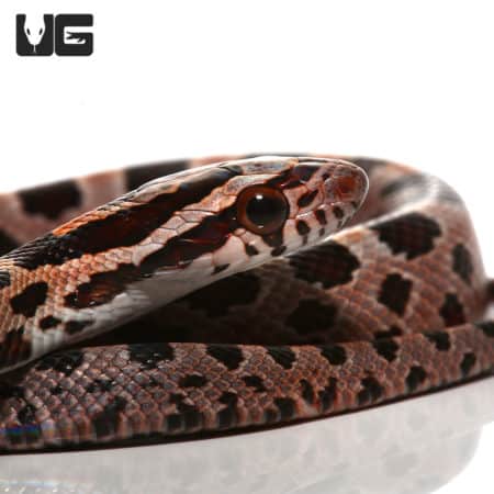 Collier County Cornsnake (Pantherophis guttatus) For Sale - Underground Reptiles