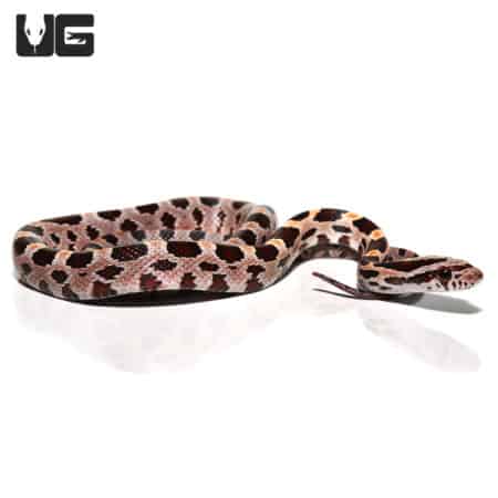 Collier County Cornsnake (Pantherophis guttatus) For Sale - Underground Reptiles