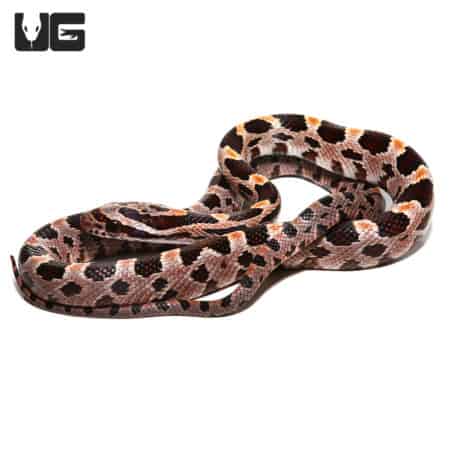 Collier County Cornsnake (Pantherophis guttatus) For Sale - Underground Reptiles