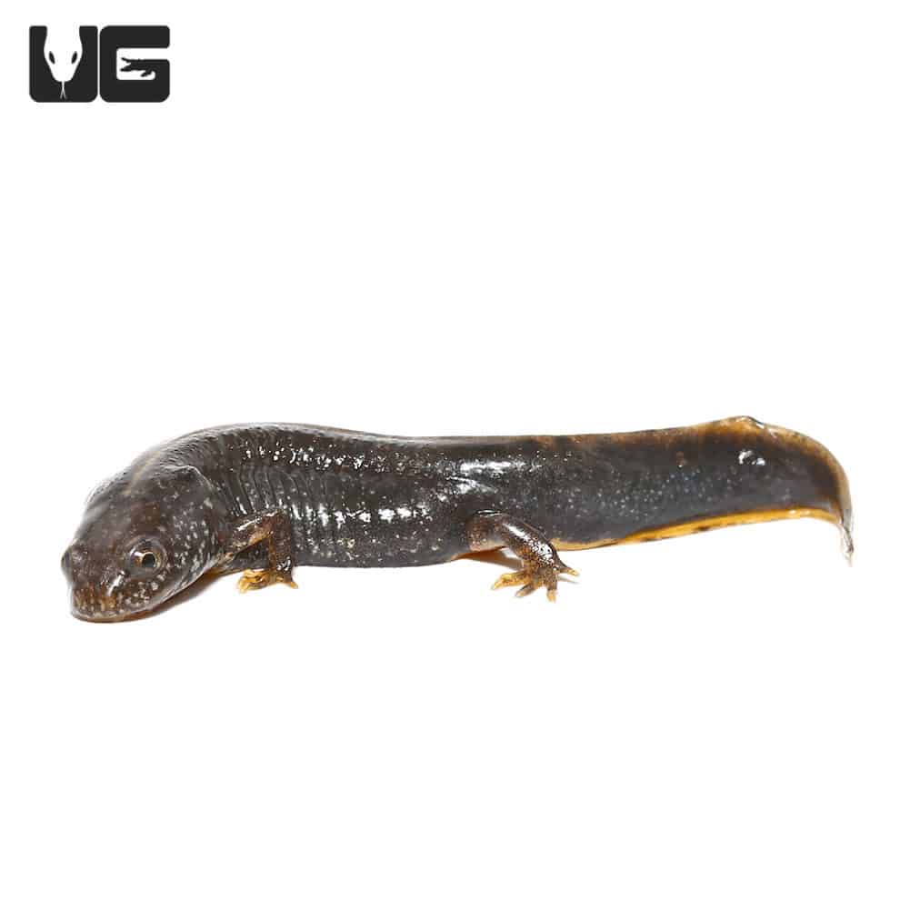 Marbled Newt For Sale Underground Reptiles