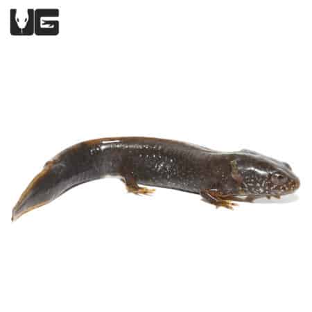 Danube Crested Newt, aquatic amphibian, native to Europe, ideal for reptile enthusiasts.