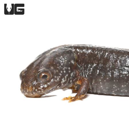 Danube Crested Newt (Triturus dobrogicus) For Sale - Underground Reptiles