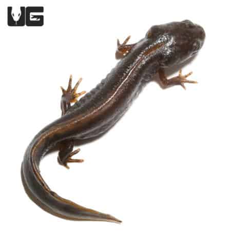 Danube Crested Newt (Triturus dobrogicus) For Sale - Underground Reptiles