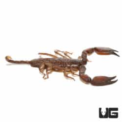 Dwarf Wood Scorpion (Liocheles australasiae) For Sale - Underground Reptiles