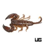 Dwarf Wood Scorpion (Liocheles australasiae) For Sale - Underground Reptiles