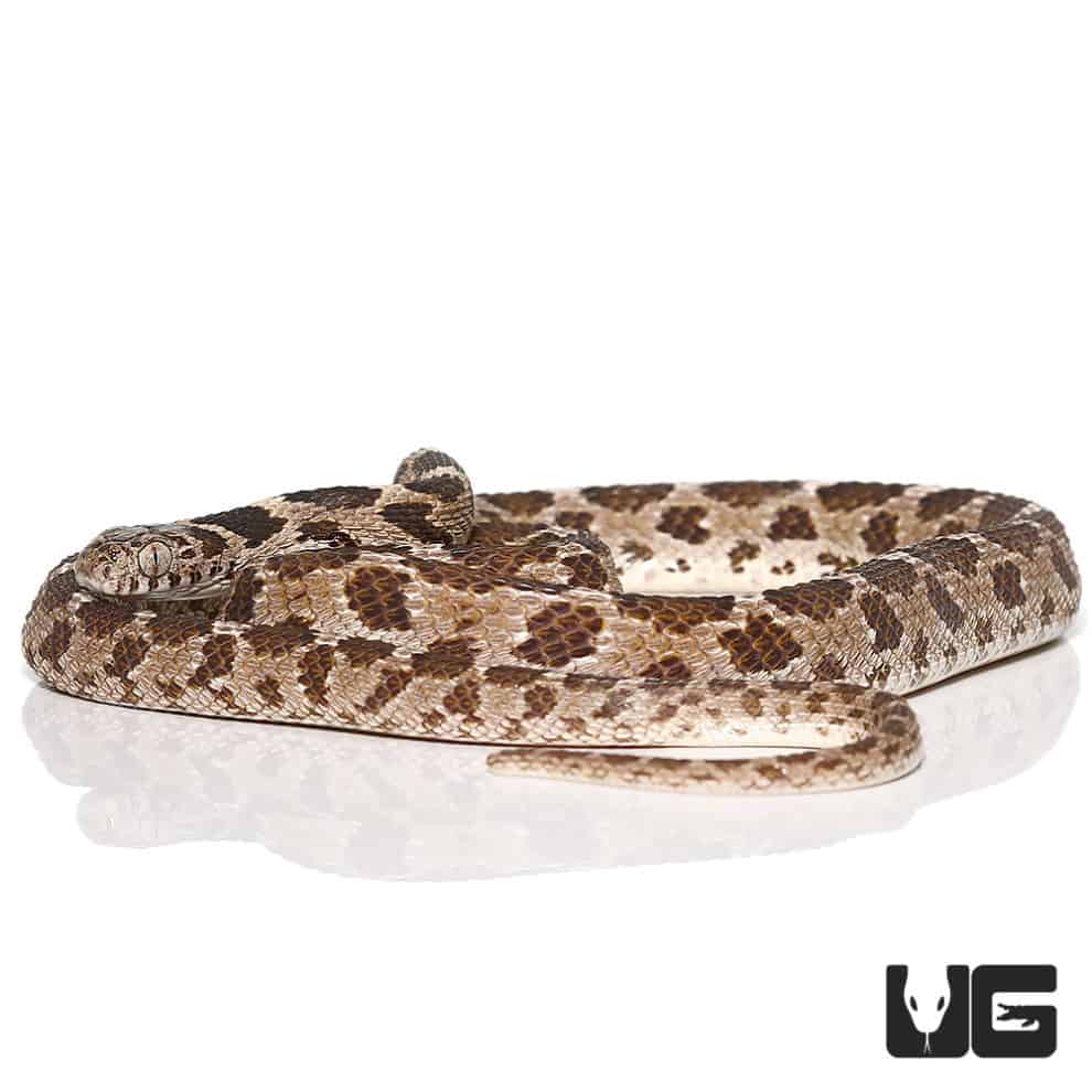 Egyptian Egg Eating Snakes (Dasypeltis bazi) For Sale Underground
