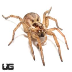 Egyptian Wolf Spider (Lycosidae SP) For Sale - Underground Reptiles