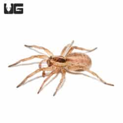 Egyptian Wolf Spider (Lycosidae SP) For Sale - Underground Reptiles