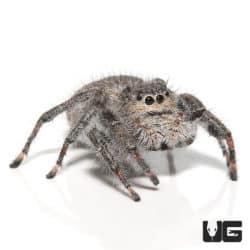 Eight Spot Jumping Spiders (Phidippus regius) For Sale - Underground Reptiles