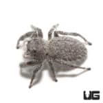 Eight Spot Jumping Spiders (Phidippus regius) For Sale - Underground Reptiles