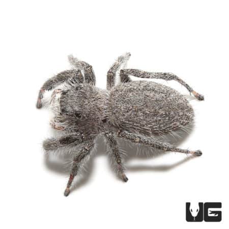Eight Spot Jumping Spiders (Phidippus regius) For Sale - Underground Reptiles