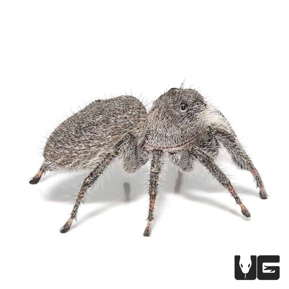 Jumping Spider (Phidippus sp.) about 5 cm long and 1.5 com wide-1 specimen  – Macroscopic Solutions