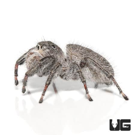 Eight Spot Jumping Spiders (Phidippus regius) For Sale - Underground Reptiles