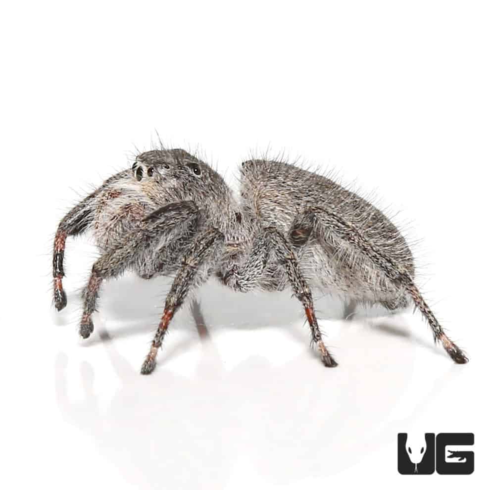 Adult Regal Jumping Spiders For Sale Underground Reptiles