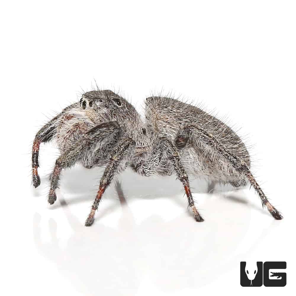 Banded Grey Jumping Spider (Phidippus Asotus) | lupon.gov.ph