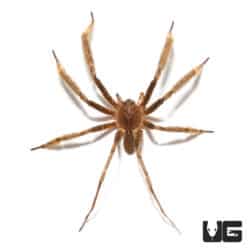 Feather Leg Wandering Spider (Ctenidae Sp. "Feather Leg") For sale - Underground Reptiles