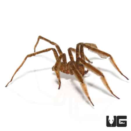 Feather Leg Wandering Spider (Ctenidae Sp. "Feather Leg") For sale - Underground Reptiles