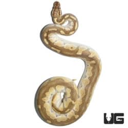 Pastel Enchi Lesser Ball Python (Python regius) For Sale - Underground Reptiles