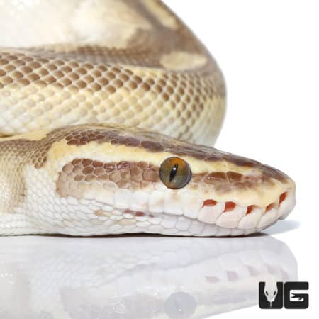 Pastel Enchi Lesser Ball Python (Python regius) For Sale - Underground Reptiles