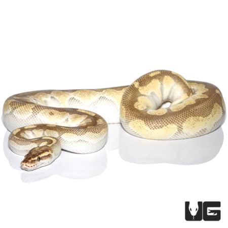 Pastel Enchi Lesser Ball Python (Python regius) For Sale - Underground Reptiles