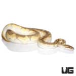 Pastel Enchi Lesser Ball Python (Python regius) For Sale - Underground Reptiles