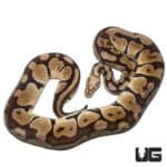 Pastel Vanilla Ball Python (Python regius) For Sale - Underground Reptiles