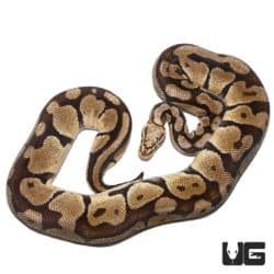 Pastel Vanilla Ball Python (Python regius) For Sale - Underground Reptiles