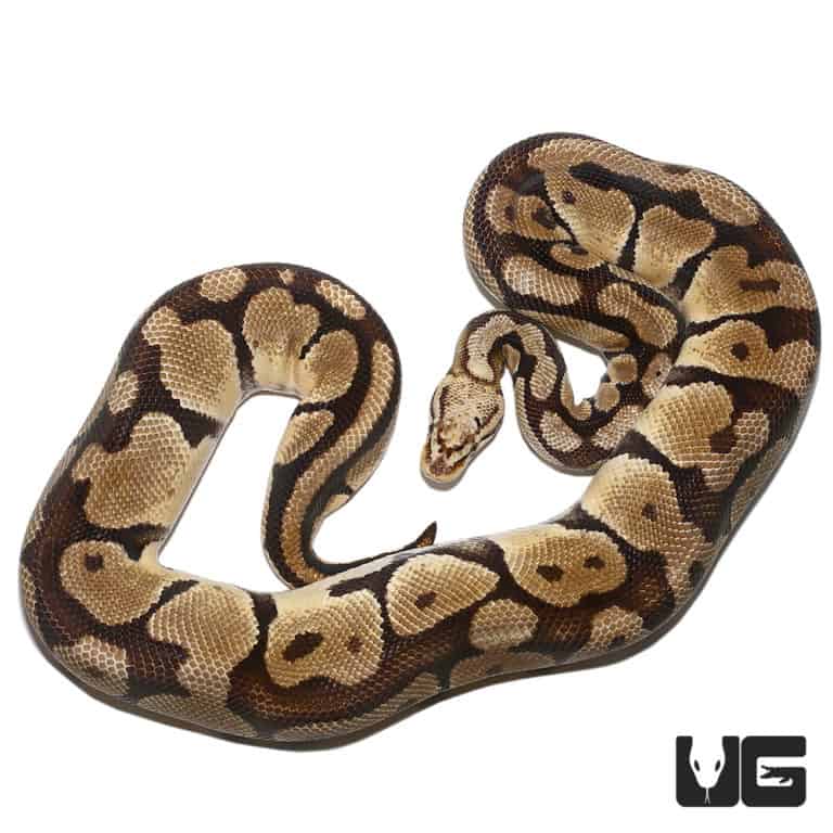 2018 lavender albino spider ball python for sale underground reptiles