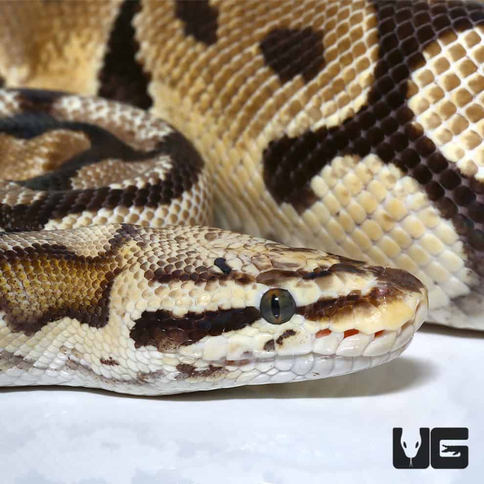 2018 Lavender Albino Spider Ball Python For Sale - Underground Reptiles