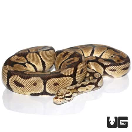 Pastel Vanilla Ball Python (Python regius) For Sale - Underground Reptiles