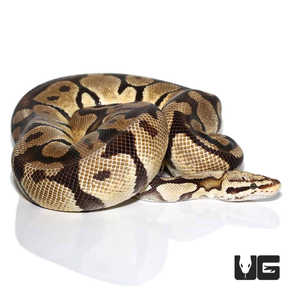 Pastel Vanilla Ball Python (Python regius) For Sale - Underground Reptiles