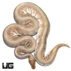 Purple Passion Ball Python (Python regius) For Sale - Underground Reptiles