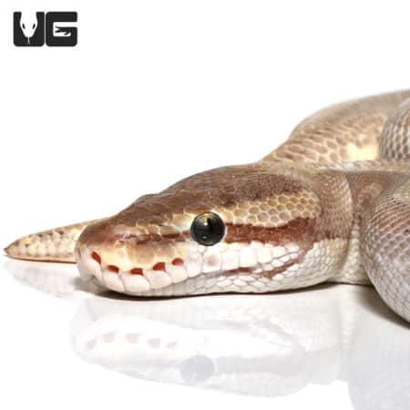 Purple Passion Ball Python (Python regius) For Sale - Underground Reptiles