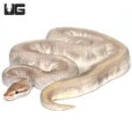 Purple Passion Ball Python (Python regius) For Sale - Underground Reptiles