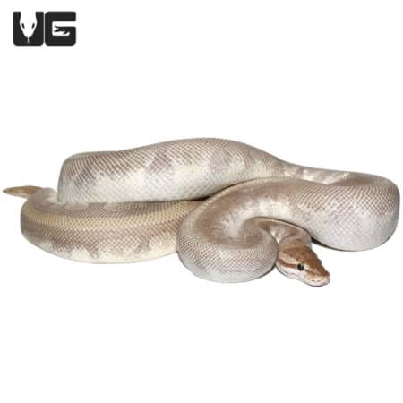 Purple Passion Ball Python (Python regius) For Sale - Underground Reptiles