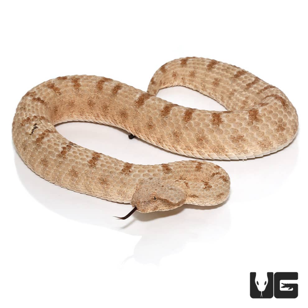 Saharan Horned Viper For Sale - Underground Reptiles