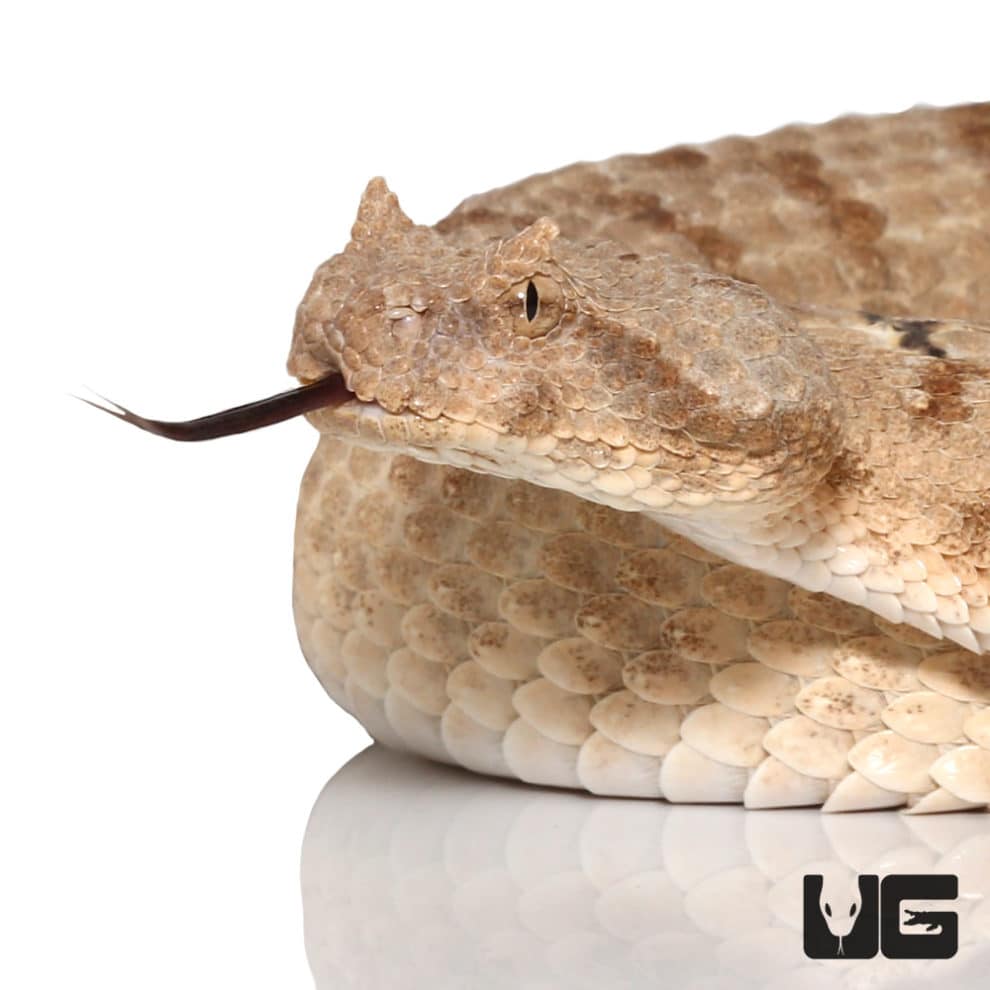 Saharan Horned Viper For Sale - Underground Reptiles