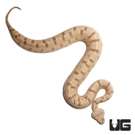 Saharan Horned Viper For Sale - Underground Reptiles