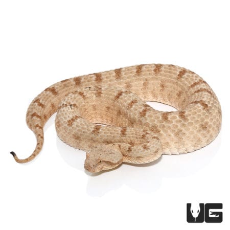 Field's Horn Viper (Pseudocerastes fieldi) For Sale - Underground Reptiles