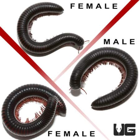 African Millipede Trio