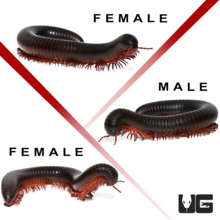 African Millipede Trio