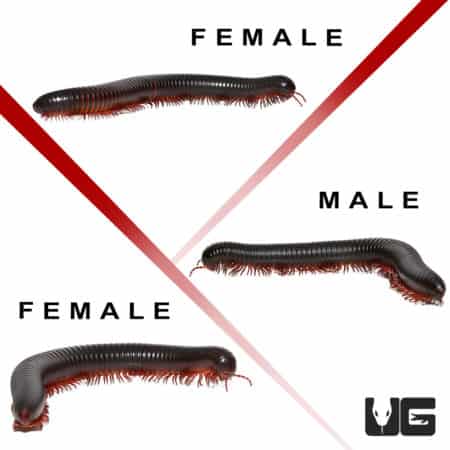 African Millipede Trio